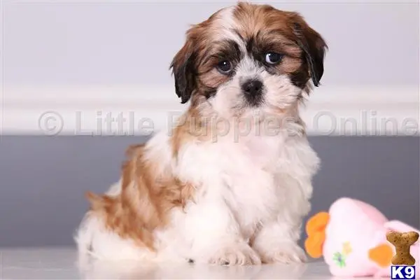 Shih Tzu