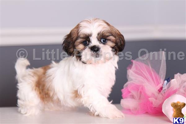 Shih Tzu puppy for sale