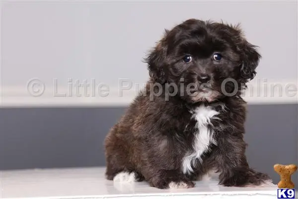 Shih Tzu