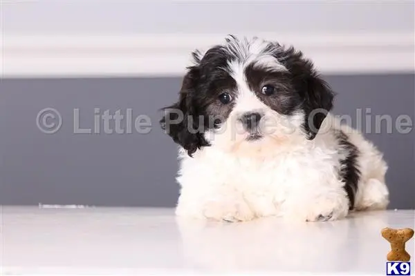 Shih Tzu