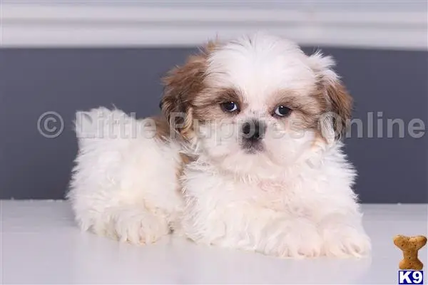 Shih Tzu