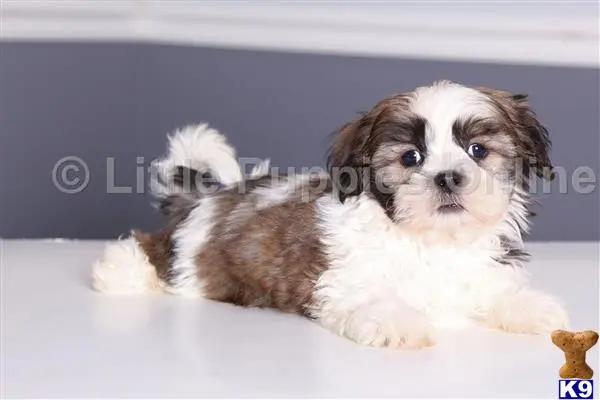 Shih Tzu