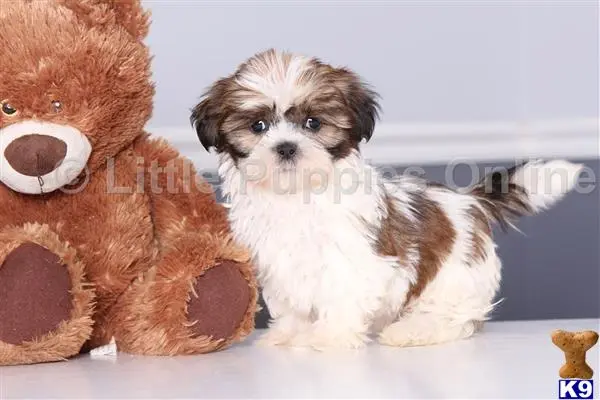 Shih Tzu