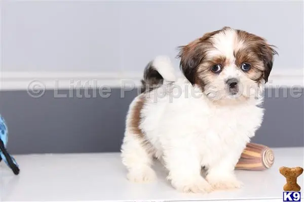 Shih Tzu