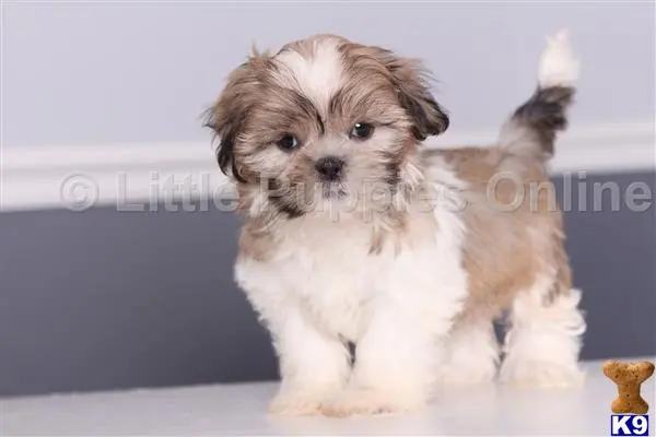 Shih Tzu