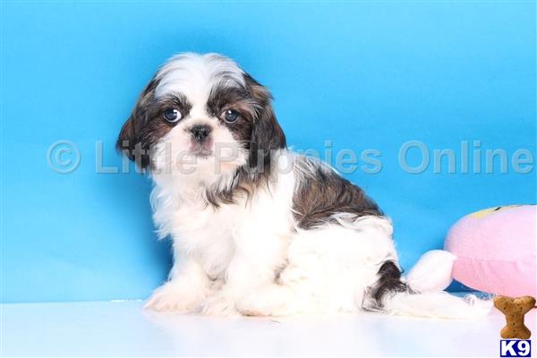 shih tzu puppy posted by littlepuppiesonline2