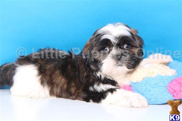 shih tzu puppy posted by littlepuppiesonline2