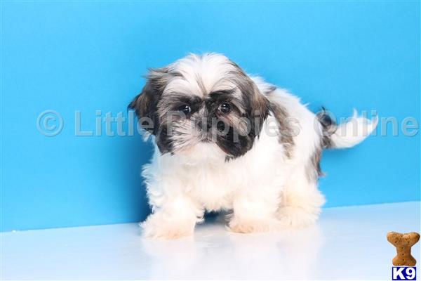 shih tzu puppy posted by littlepuppiesonline2
