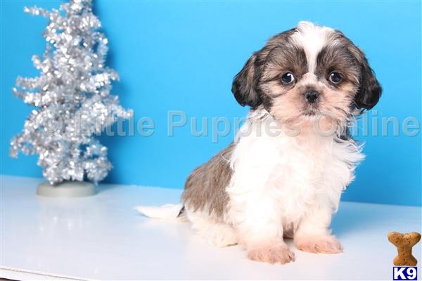 shih tzu puppy posted by littlepuppiesonline2