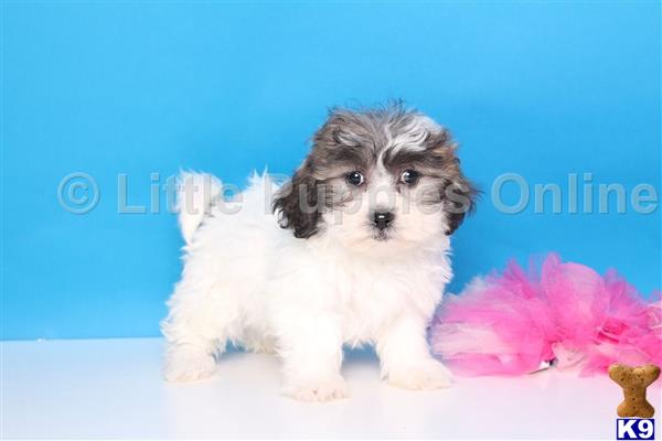 shih tzu puppy posted by littlepuppiesonline2