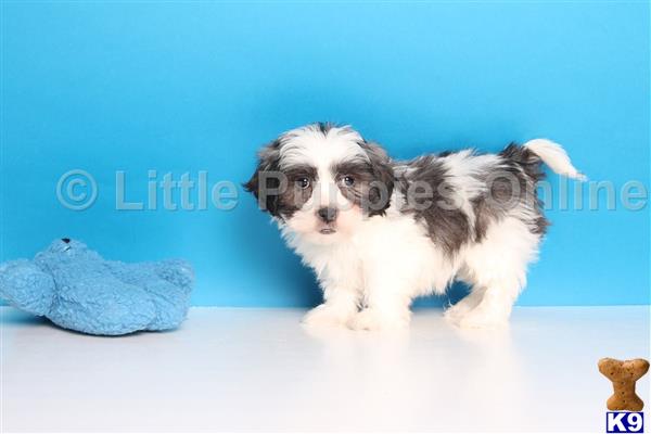 shih tzu puppy posted by littlepuppiesonline2
