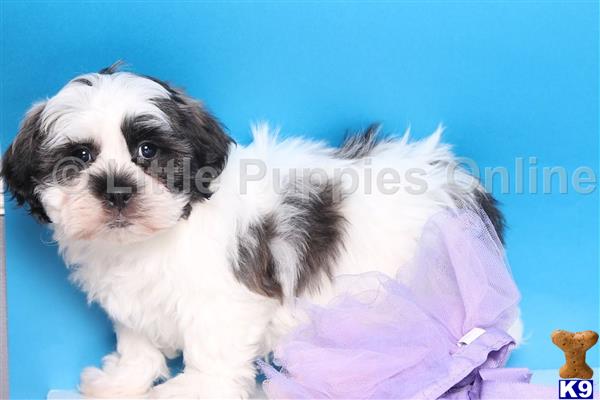 shih tzu puppy posted by littlepuppiesonline2