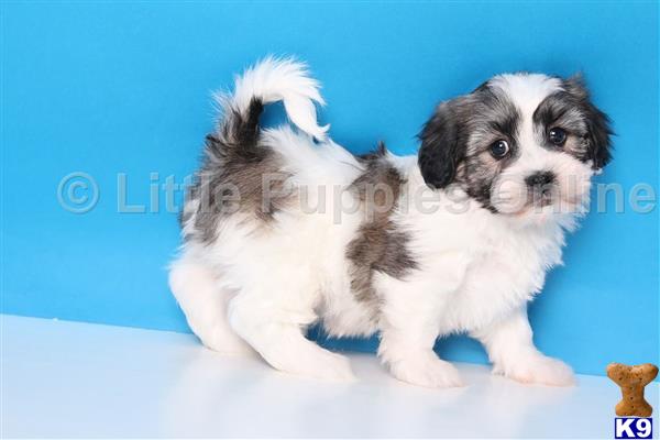 shih tzu puppy posted by littlepuppiesonline2