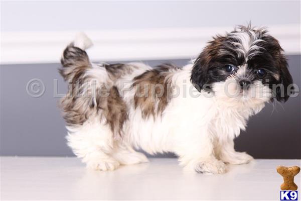 Shih Tzu puppy for sale