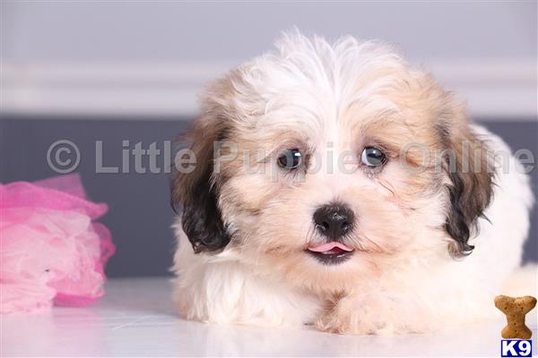 Shih Tzu puppy for sale