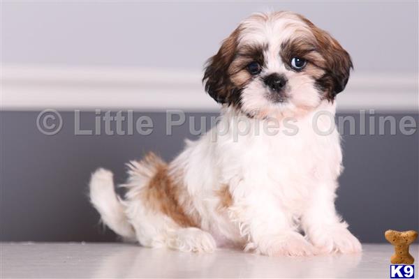Shih Tzu puppy for sale
