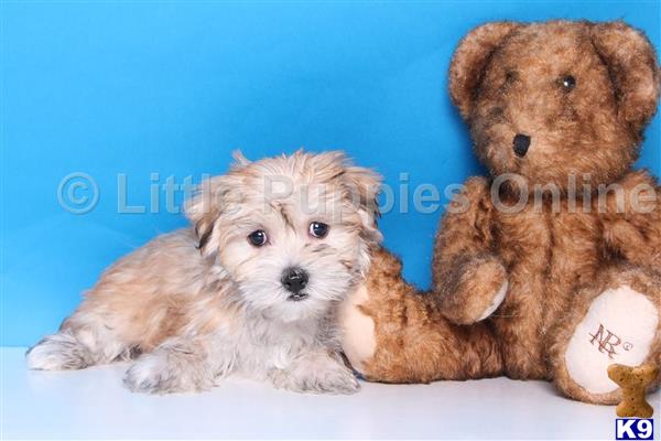 yorkshire terrier puppy posted by littlepuppiesonline2