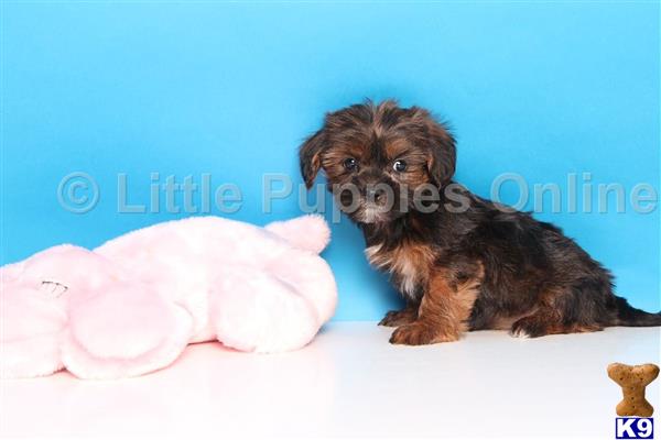 yorkshire terrier puppy posted by littlepuppiesonline2