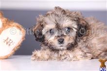 bichon frise puppy posted by littlepuppiesonline2