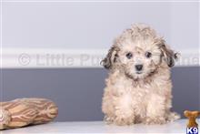 bichon frise puppy posted by littlepuppiesonline2