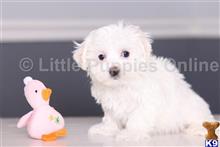 maltese puppy posted by littlepuppiesonline2