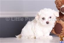 maltese puppy posted by littlepuppiesonline2