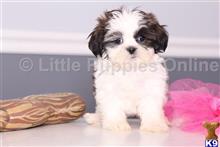 shih tzu puppy posted by littlepuppiesonline2