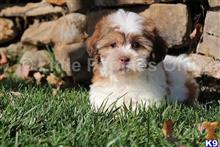 shih tzu puppy posted by littlepuppiesonline2
