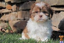 shih tzu puppy posted by littlepuppiesonline2