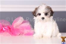 shih tzu puppy posted by littlepuppiesonline2