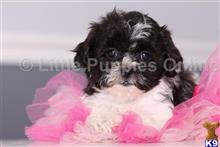 shih tzu puppy posted by littlepuppiesonline2