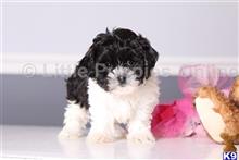 shih tzu puppy posted by littlepuppiesonline2