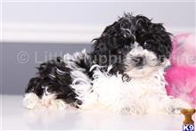 shih tzu puppy posted by littlepuppiesonline2