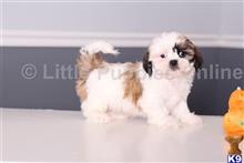 shih tzu puppy posted by littlepuppiesonline2