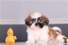 shih tzu puppy posted by littlepuppiesonline2