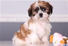 shih tzu puppy posted by littlepuppiesonline2