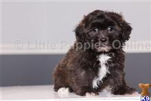 shih tzu puppy posted by littlepuppiesonline2