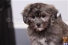 shih tzu puppy posted by littlepuppiesonline2