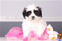 shih tzu puppy posted by littlepuppiesonline2