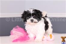shih tzu puppy posted by littlepuppiesonline2