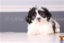 shih tzu puppy posted by littlepuppiesonline2