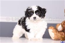 shih tzu puppy posted by littlepuppiesonline2