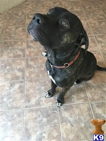 Cane Corso stud dog