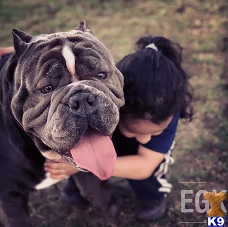 American Bully stud dog