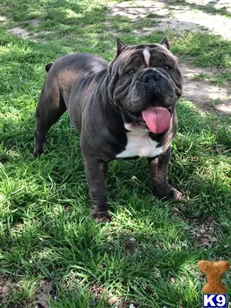 American Bully stud dog