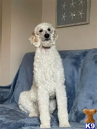 Poodle stud dog