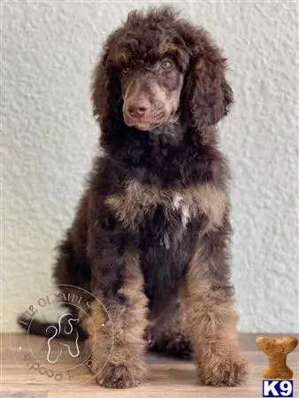 Poodle puppy for sale