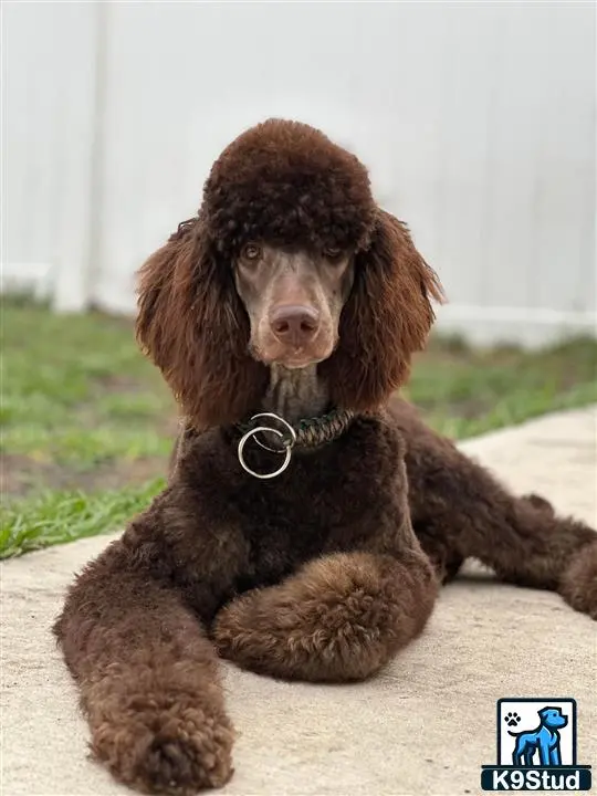 Poodle stud dog