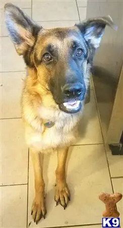 German Shepherd female dog