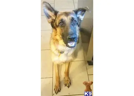 German Shepherd